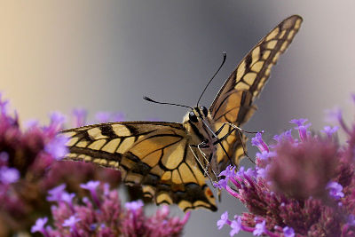 fotokurs  schmetterling