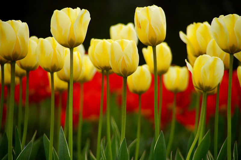 fotokurs gartenfotografie ega erfurt