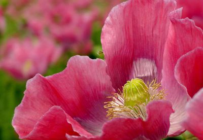 fotokurs hessen kassel fulda gttingen blumenfotografie