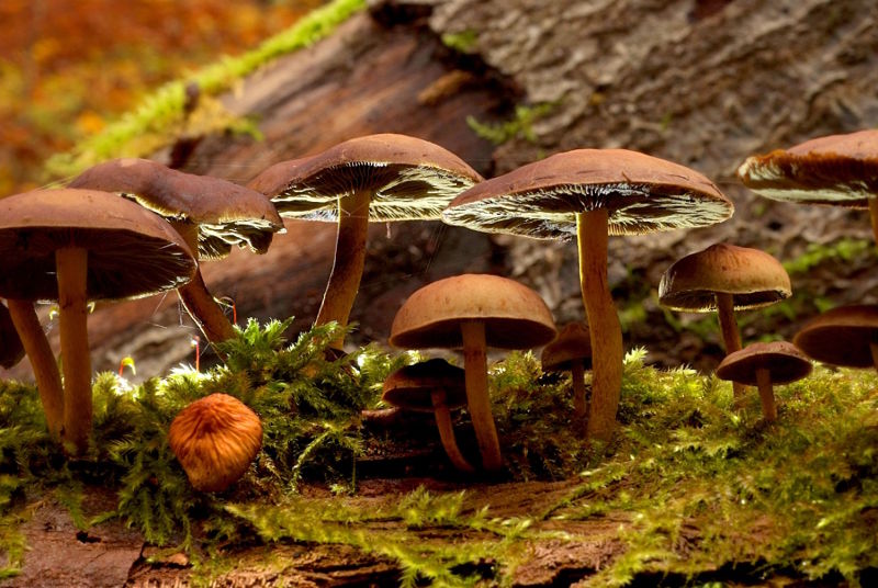 fotokurs froschperspektive nationalpark hainich pilze