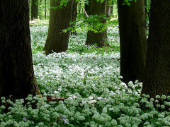 Fotokurs Frhling Thringen