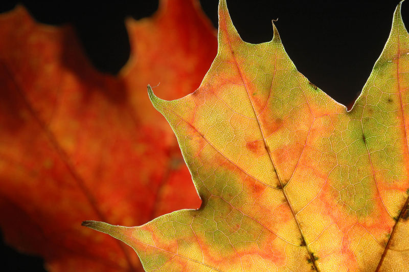 fotokurs herbst