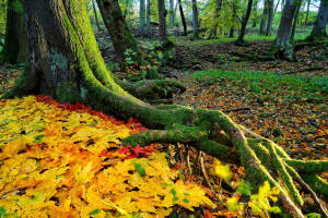 fotokurs herbst