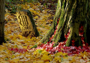 fotokurs herbst