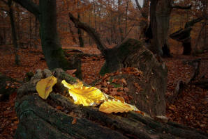 fotokurs kassel gttingen naturfotografie urwald ronatisch 