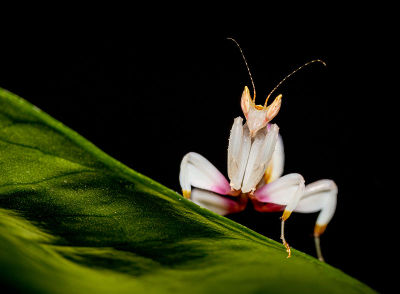 fotokurs tierbeobachtung insekten