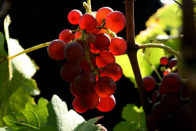 fotokurs wein und klosteromantik rheingau hessen frankfurt rhein main wein