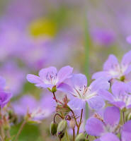 fotokurs rhoen fulda blumenfotografie