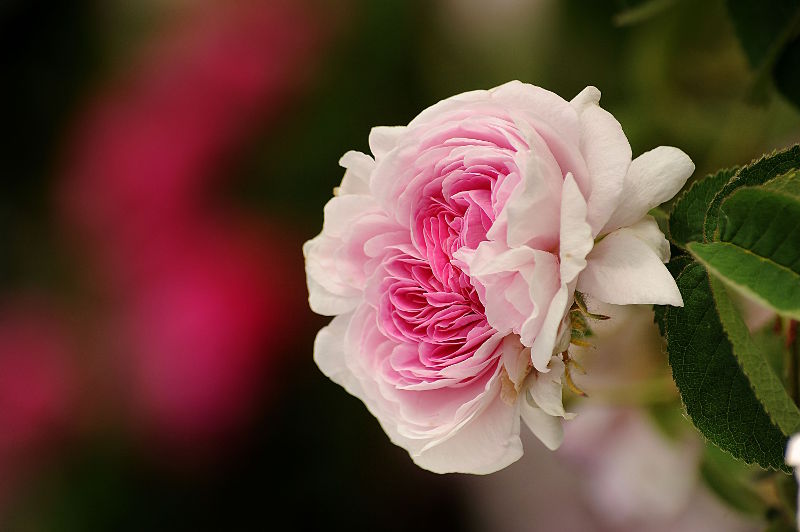 fotokurs rosen