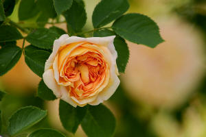 fotokurse rosen blumenfotografie 