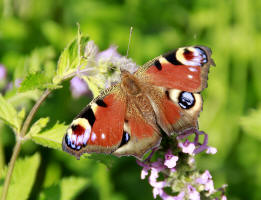 fotokurs schmetterling