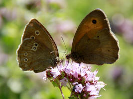 fotokurs schmetterling