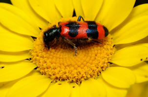 fotokurse insekten