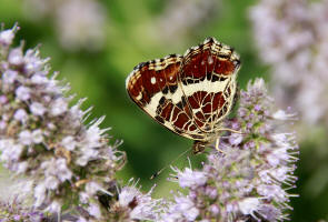 fotoworkshop schmetterling