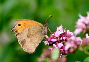 fotoworkshop schmetterling