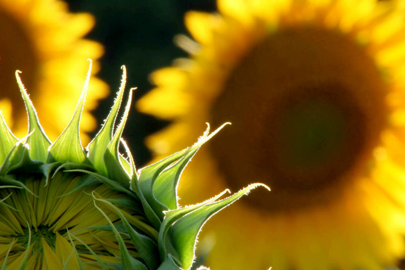 fotoworkshop sonnenblumen blumenfotografie erfurt thringen