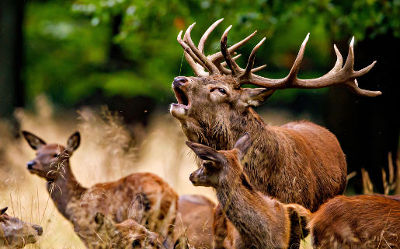 fotokurs wildbeobachtung