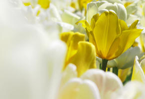 fotokurs erfurt blumenfotografie