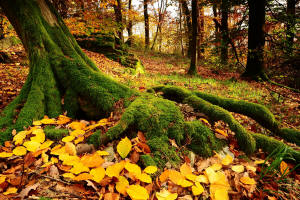 Fotokurs in Frankfurt  Herbstlandschaft im Wald