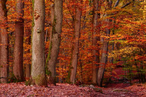 Fotokurs in Frankfurt  Herbstwald Mrchenwald