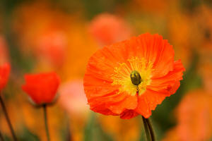 fotokurs gartenfotografie