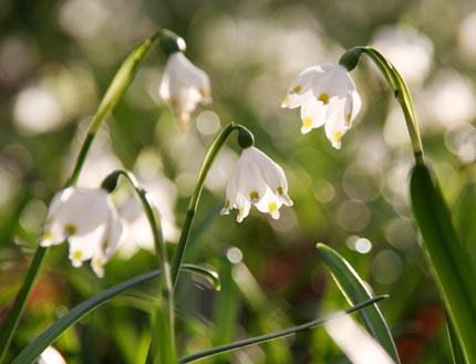 Fotokurs Makrofotografie Thringen Natur Jena